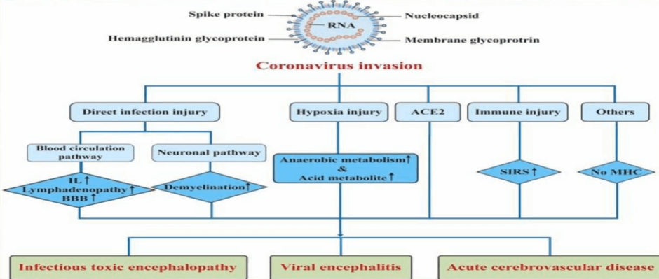 Gambar 6. Mekanisme Infeksi Coronavirus Pada Kerusakan Sistem Saraf (1)