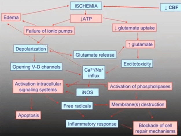 Gambar 12. Patofisiologi Stroke