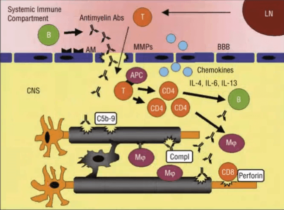 Gambar 26. Plasma Exchange Pada Penyakit Neuroimunologi