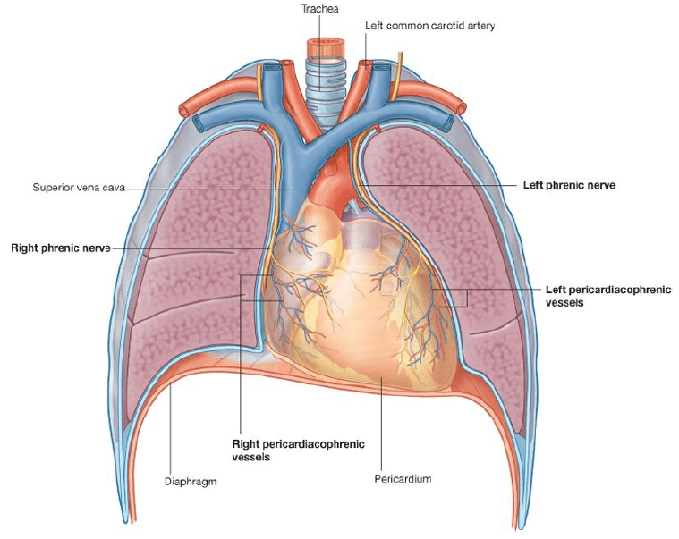 Gambar 3. Pericardium (Gray’s Anatomy)