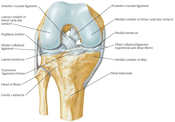 Anatomi Ligament Lutut (1)