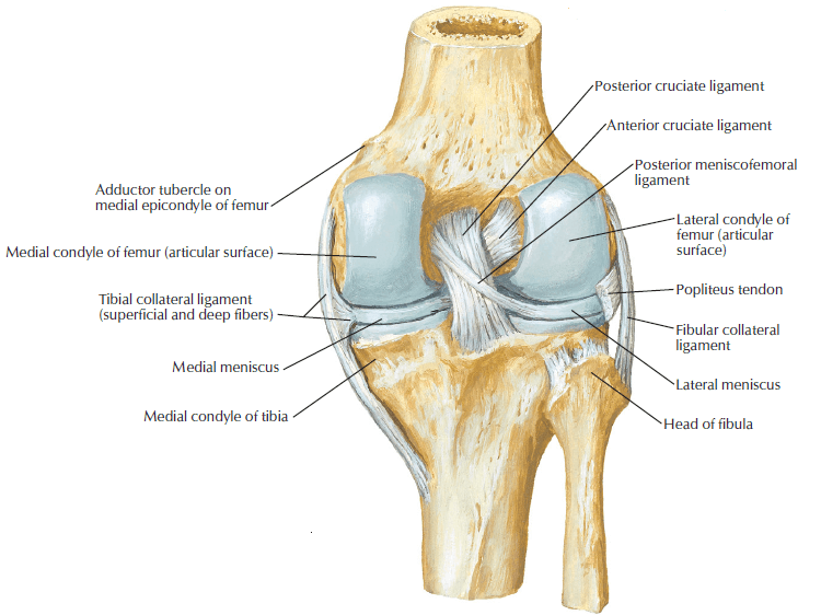 Anatomi Ligament Lutut dalam posisi ekstensi